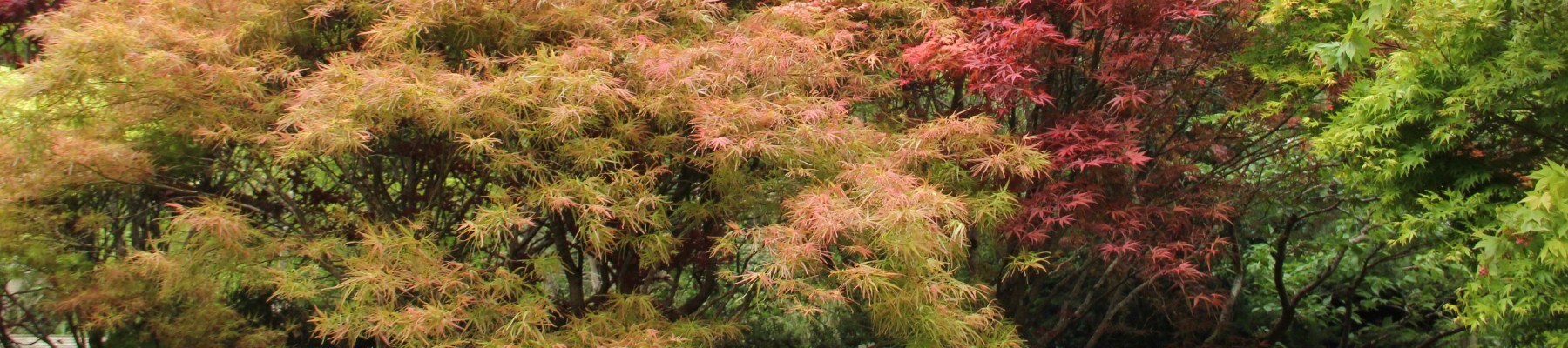 Societé d'Horticulture de la Gironde