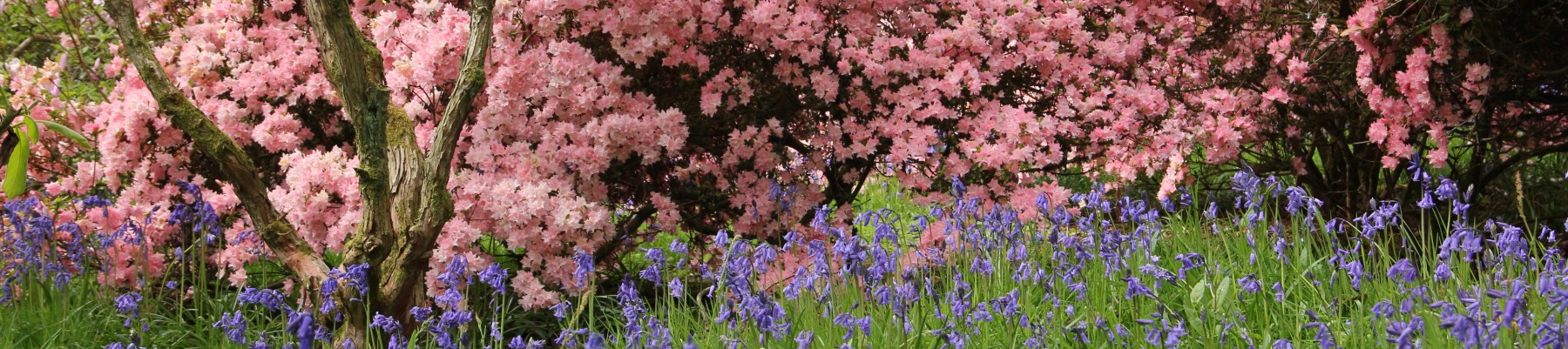 Societé d'Horticulture de la Gironde