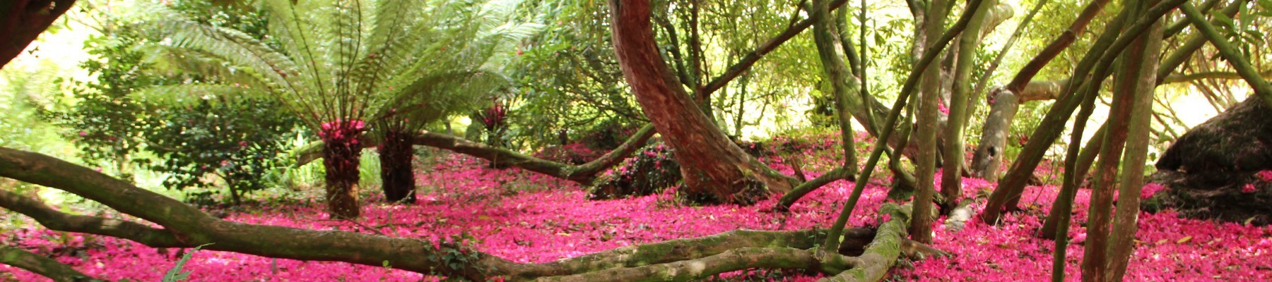 Societé d'Horticulture de la Gironde